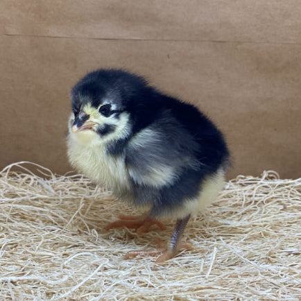2026 CHICK: Black Australorp