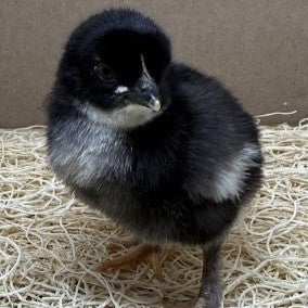 2026 Chick: OLIVE EGGER