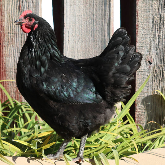 2026 CHICK: Black Australorp
