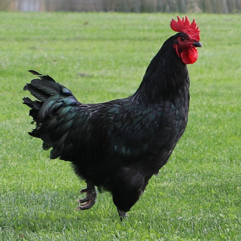 2026 CHICK: Black Australorp