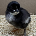 Load image into Gallery viewer, 2026 Chick: OLIVE EGGER
