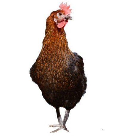 2026 Chick: MOCHA MARAN